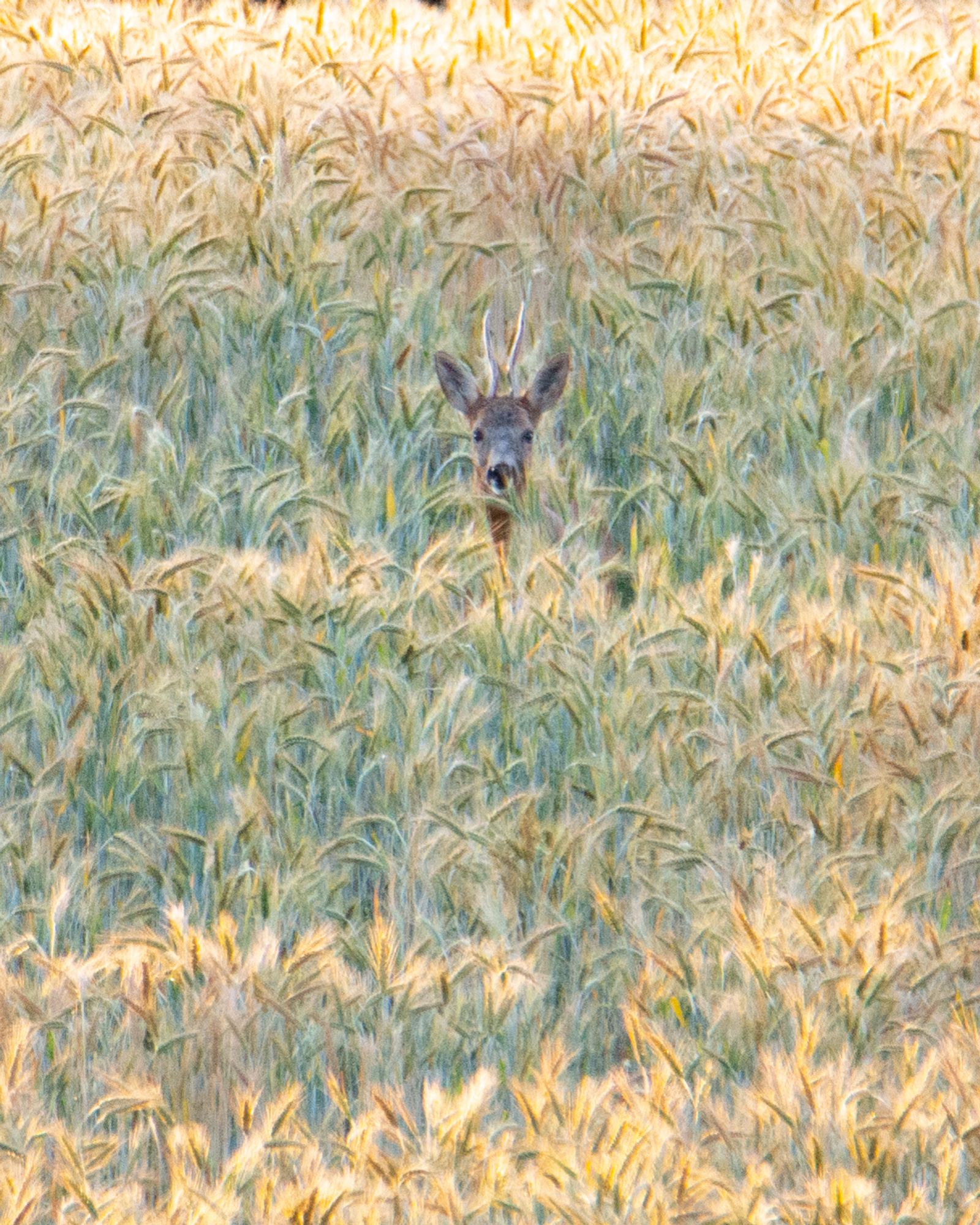 Roe deer hiding in the grass
