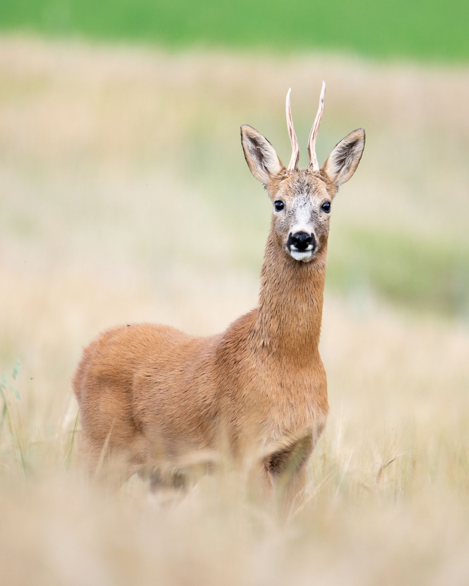Roe deer up close