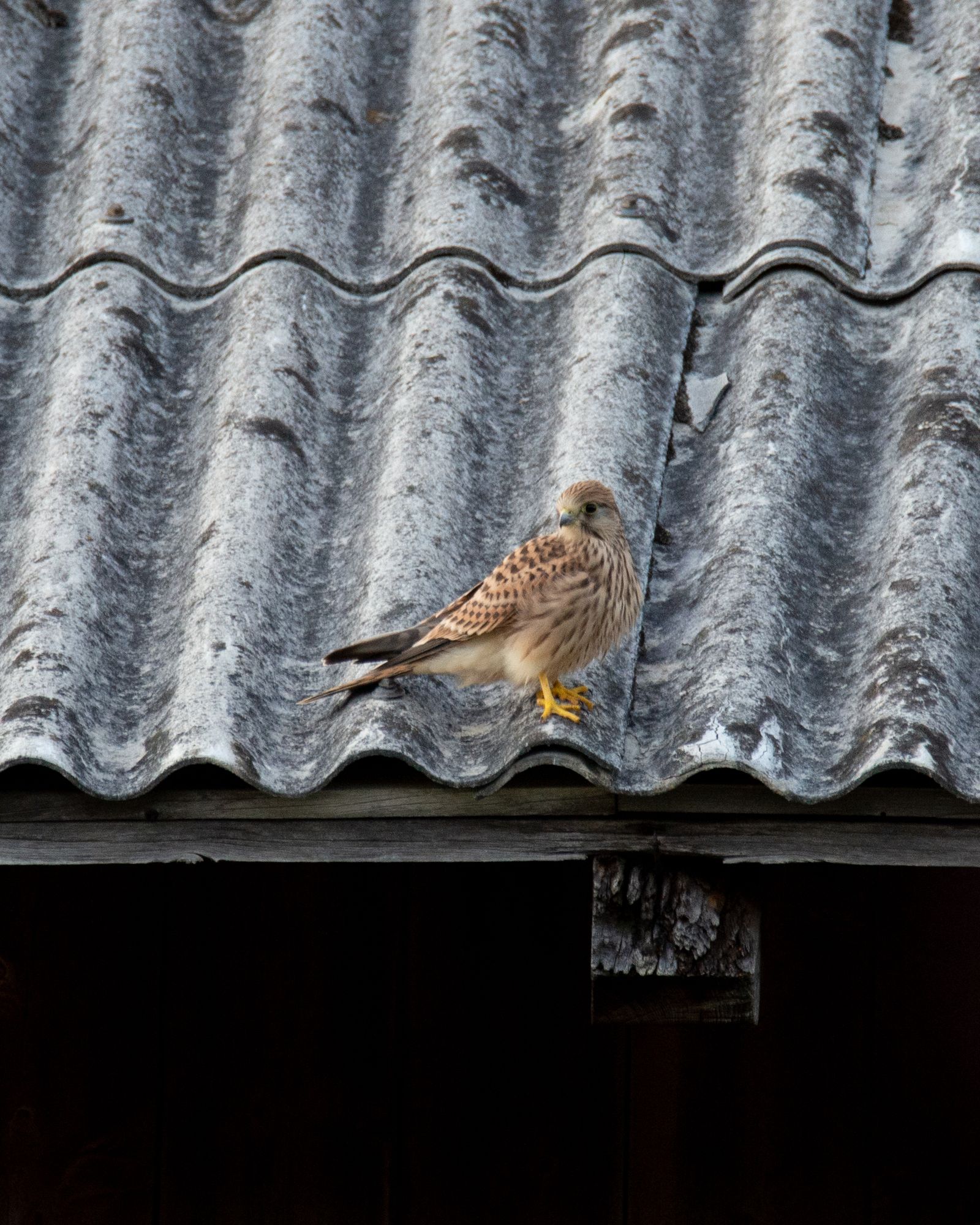 Resting kestrel