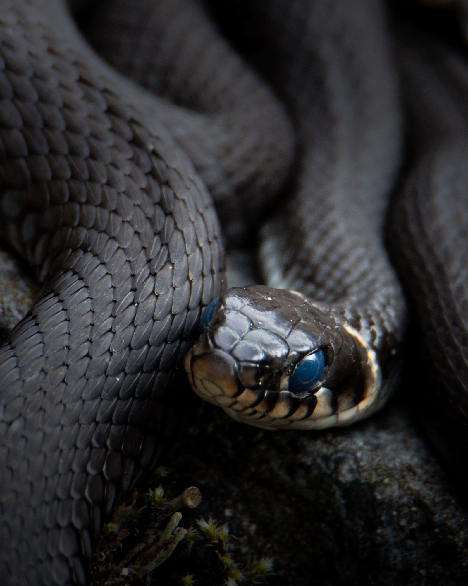 Portrait of a grass snake