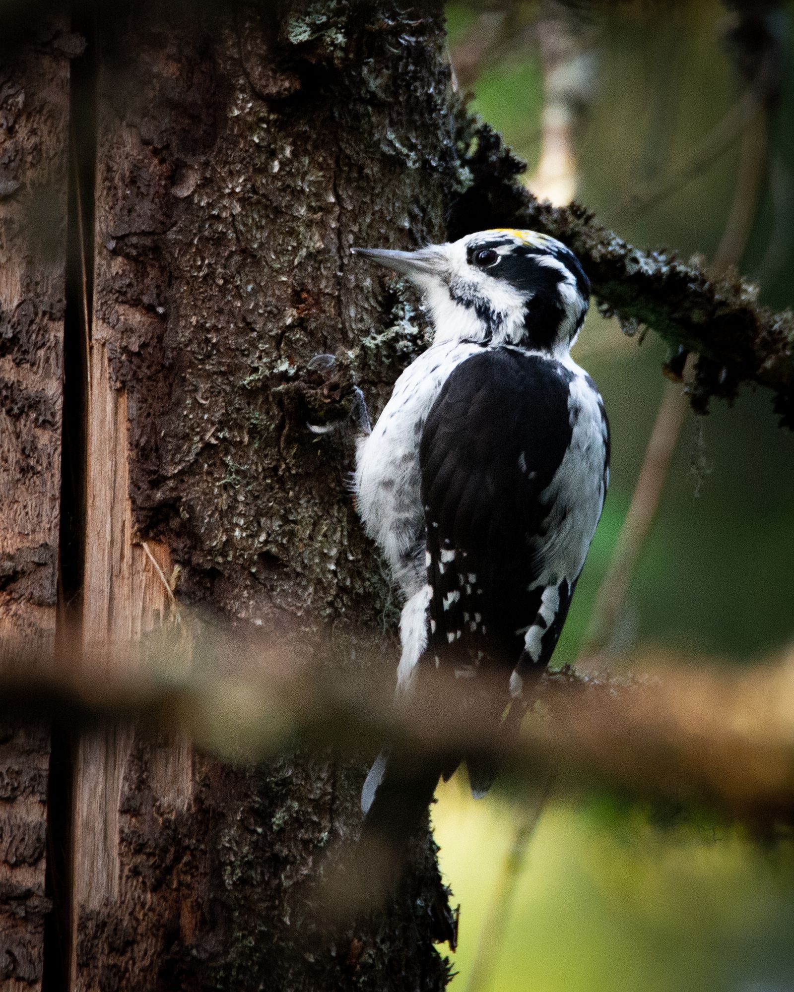 Three toed Woodpecker