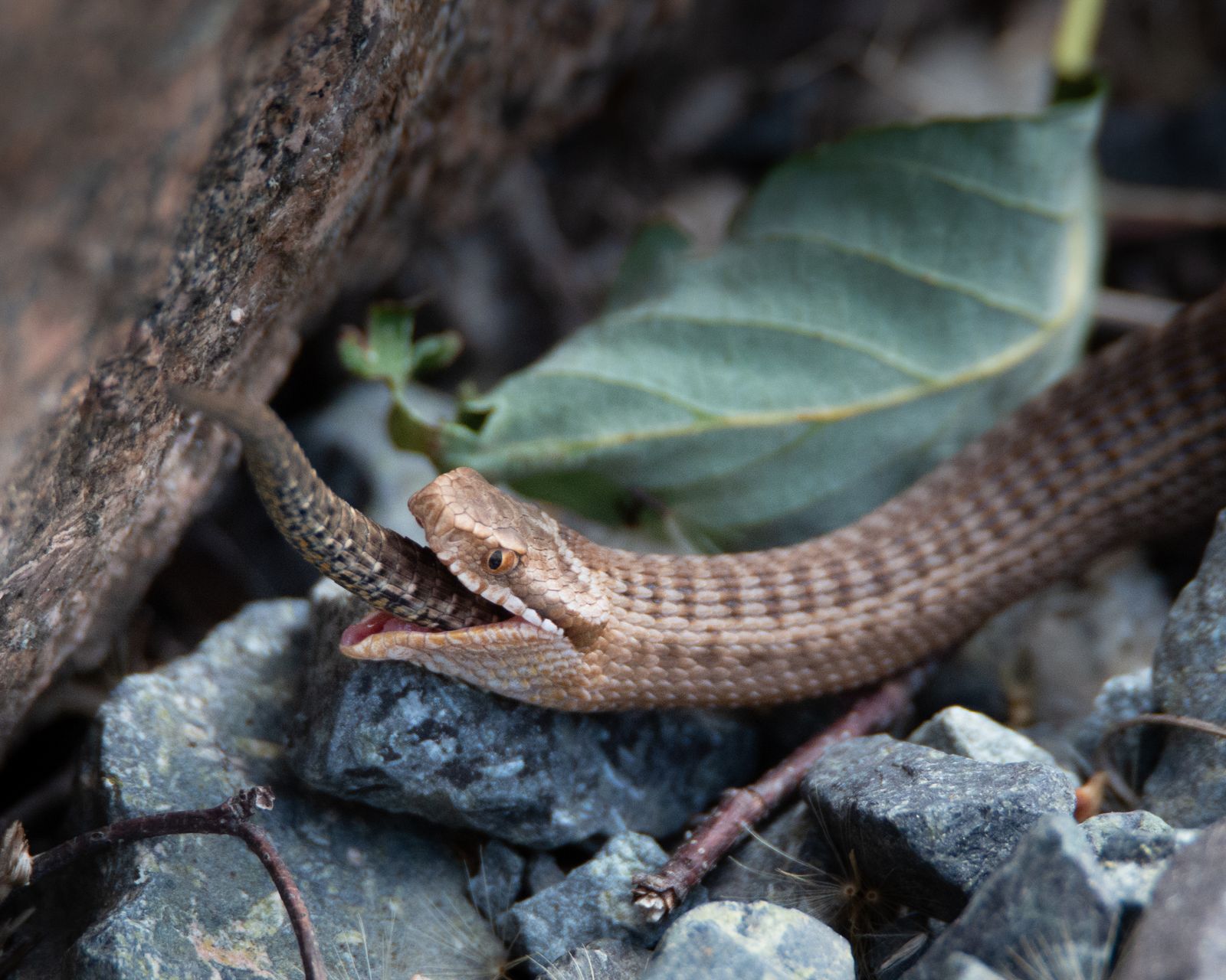 Common viper having lunch