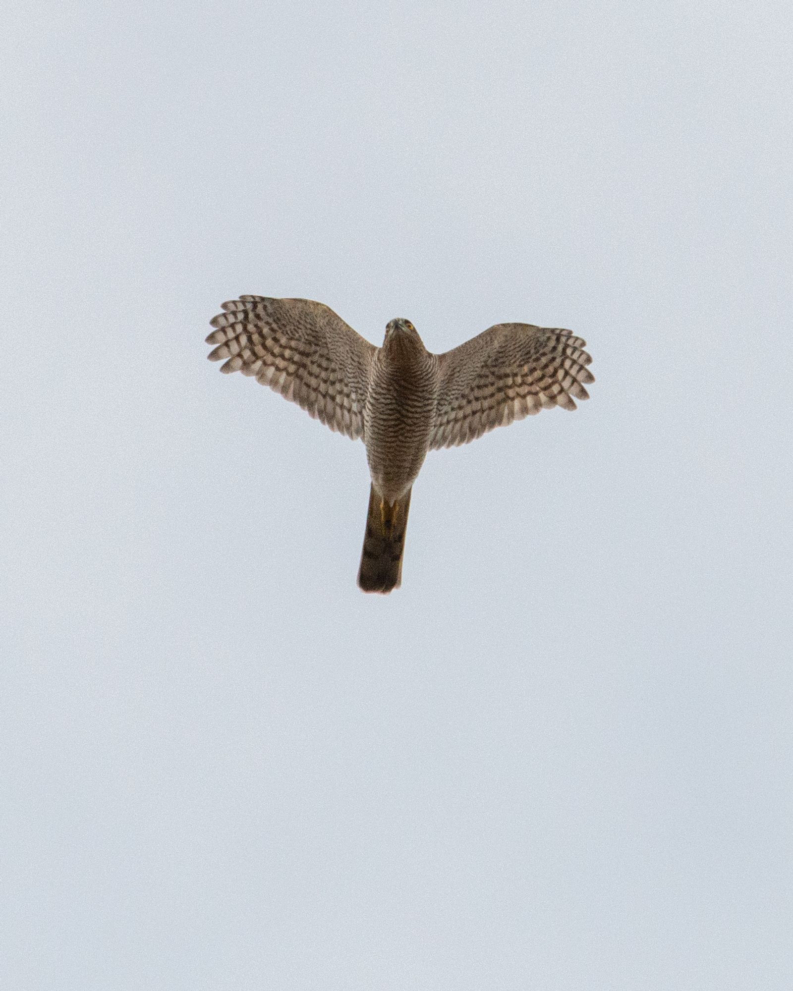 Sparrow hawk above