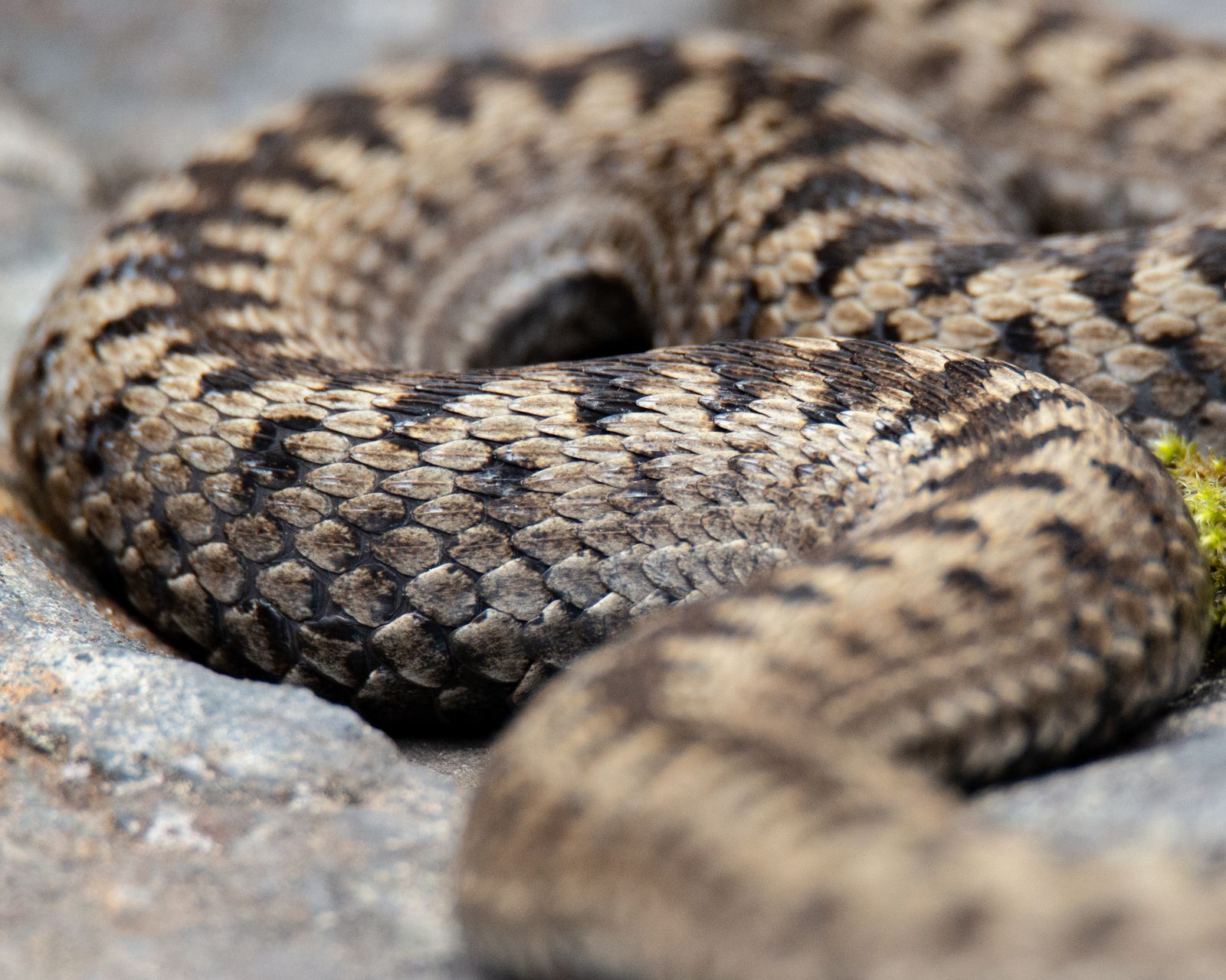 Common viper pattern