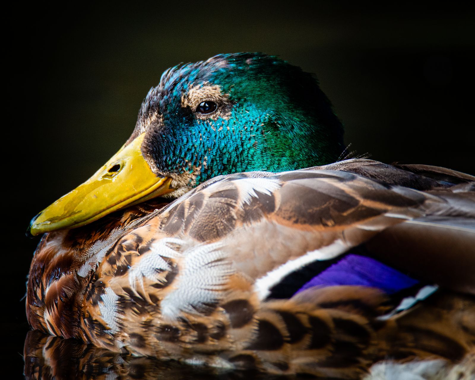 Portrait of a duck