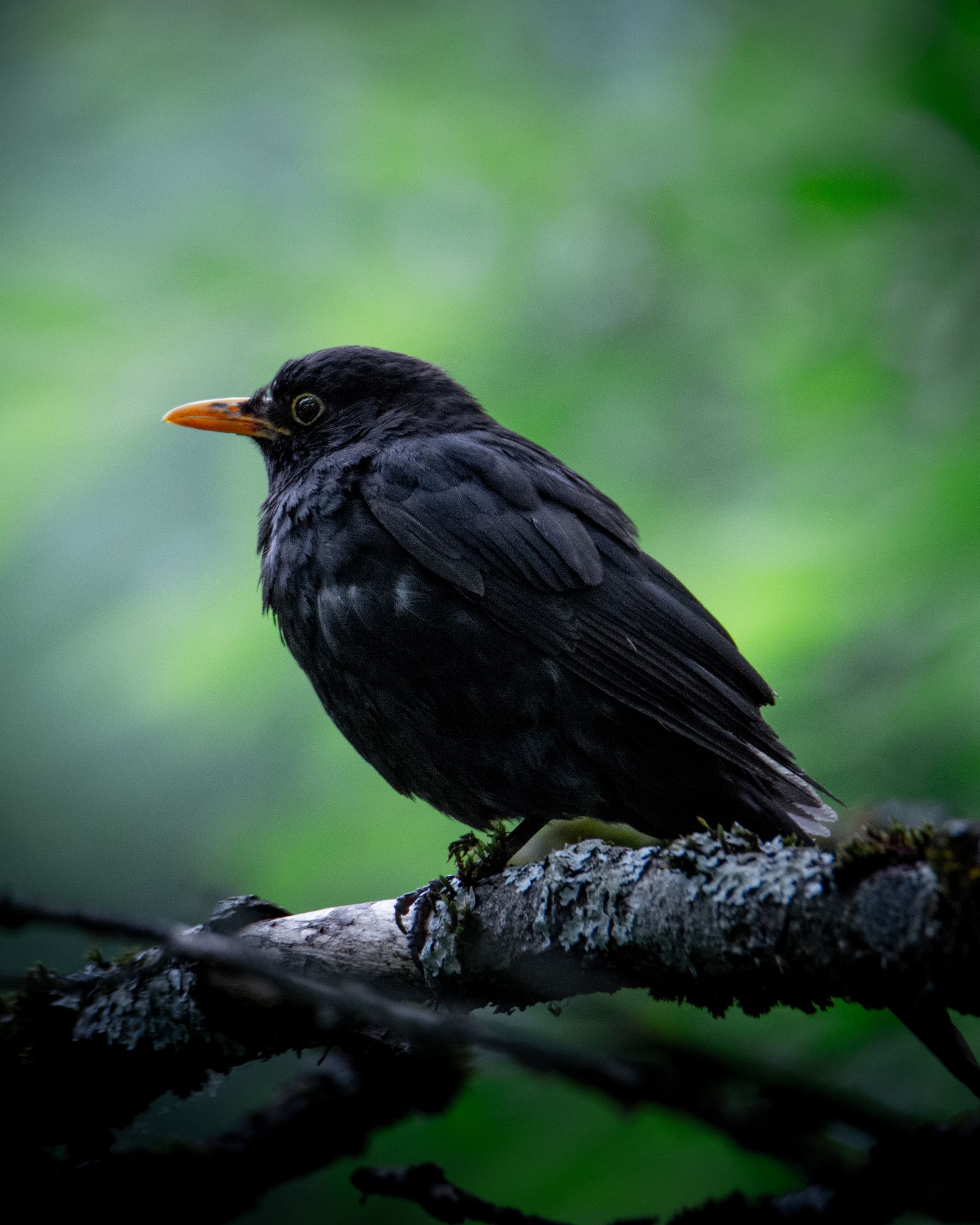 Blackbird on a branch