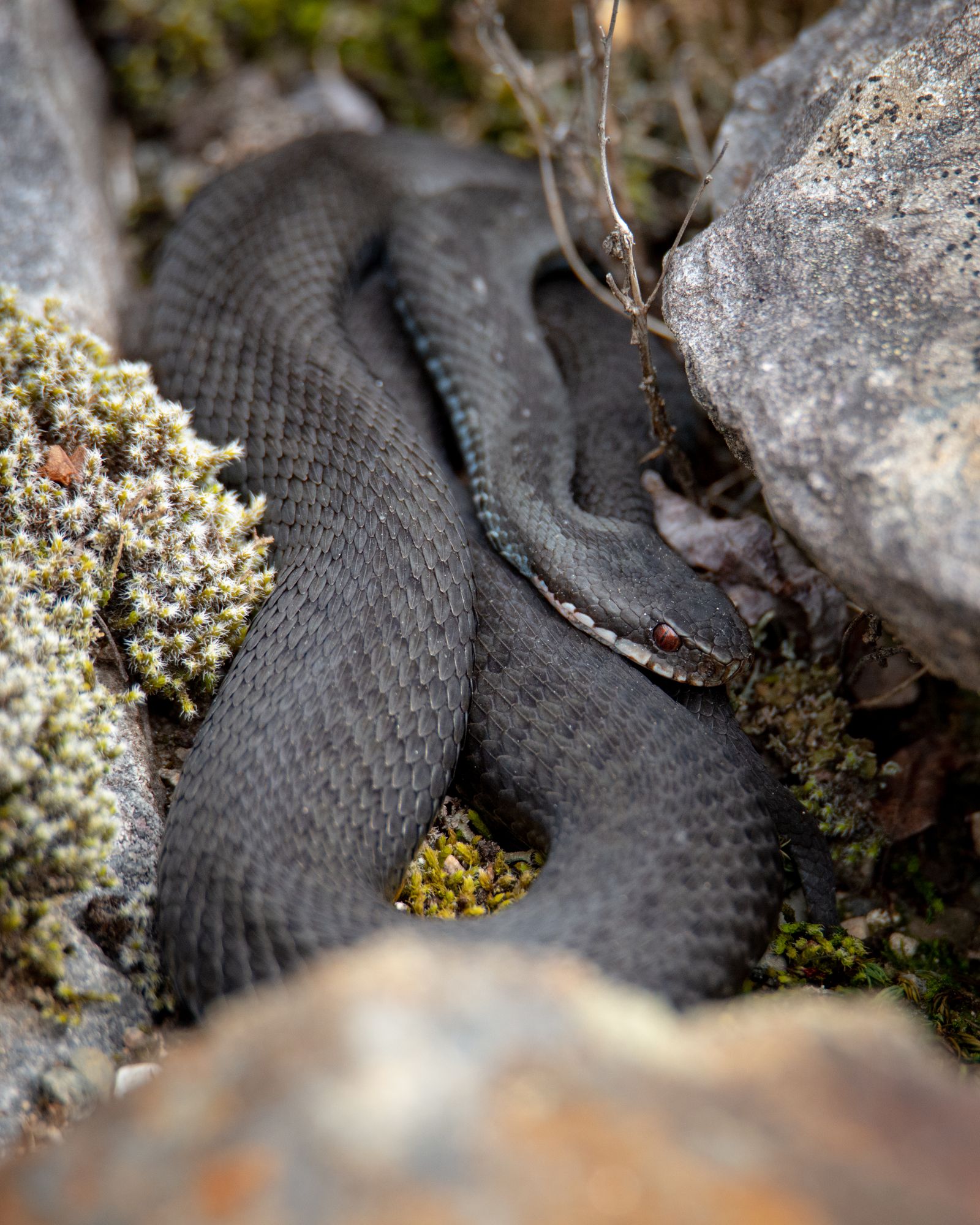 Common viper resting