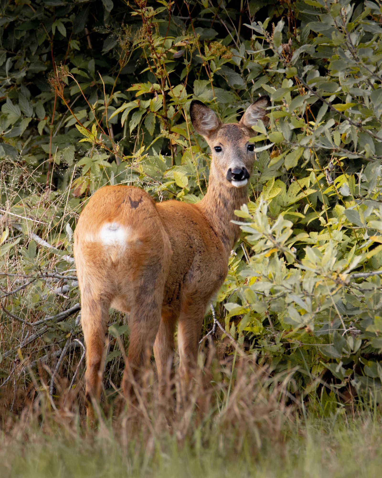 Roe deer near Østensjøvannet
