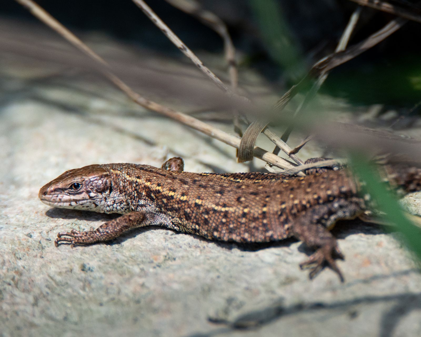Common lizzard